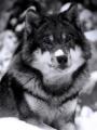 blue_eyed_wolf