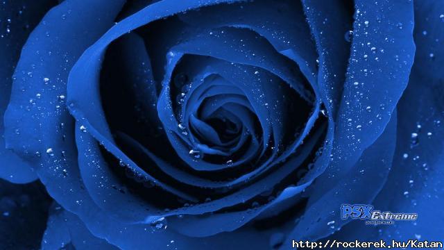Blue Rose