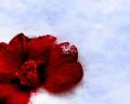 Bloody flower