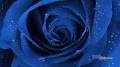 Blue Rose