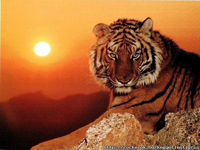 tigris001k2010