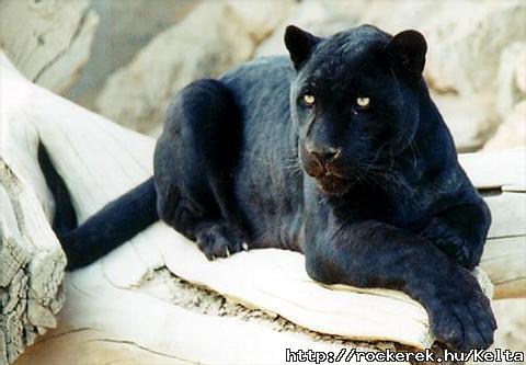 Black beauty!
