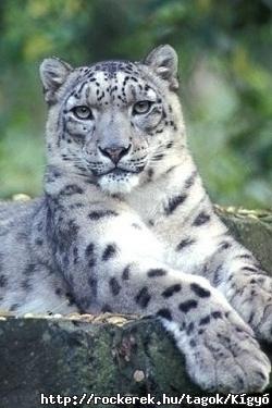 726
