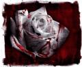 Bloody Rose