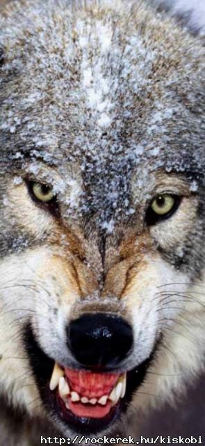 wolf