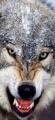 wolf