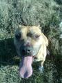 :P