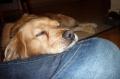 Bogy