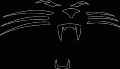 Carolina Panthers