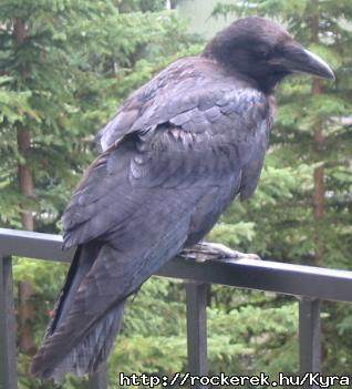 The Raven