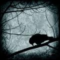 black Crow