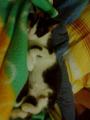 Plss cicaaa :))