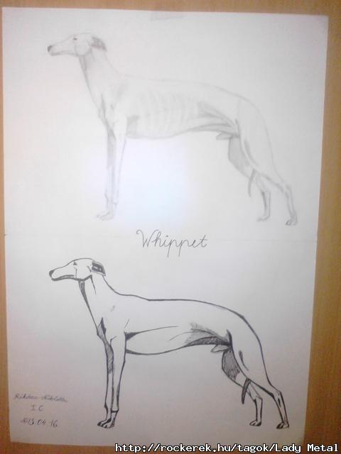 agr kutya grafit s toll rajz