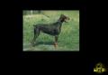 Lassie:)