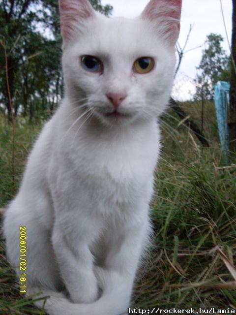 Cickkal rizzk a kecskket :)