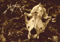 Austere
