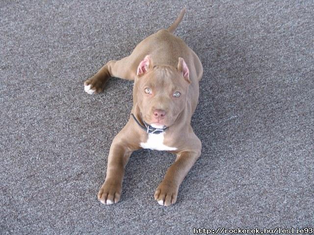 pit_bull