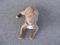 pit_bull