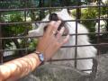 Lestatina de Lioncourt
