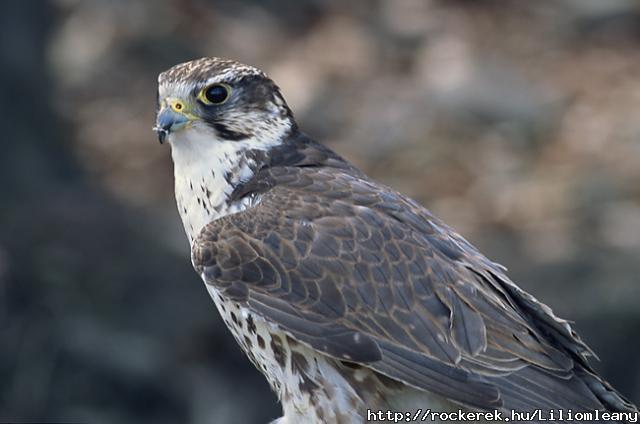 Falco cherrug