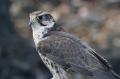 Falco cherrug
