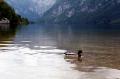 Bohinj