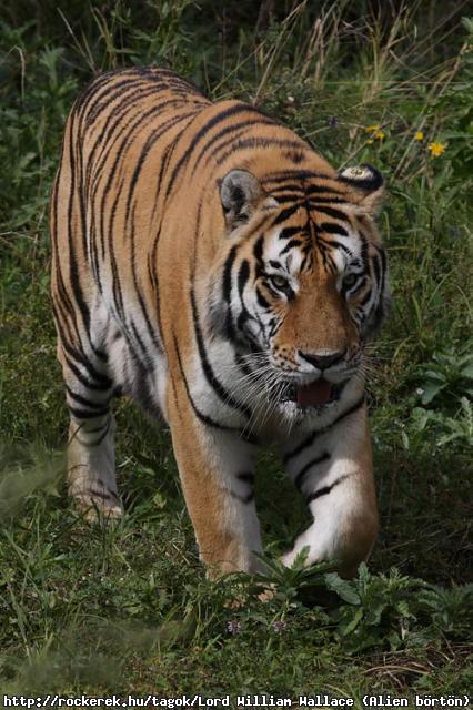 King of the Animal!!
