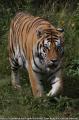 King of the Animal!!