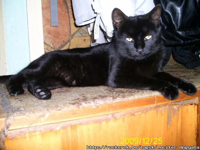 mon chat :)     R.I.P.