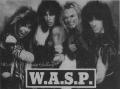 wasp