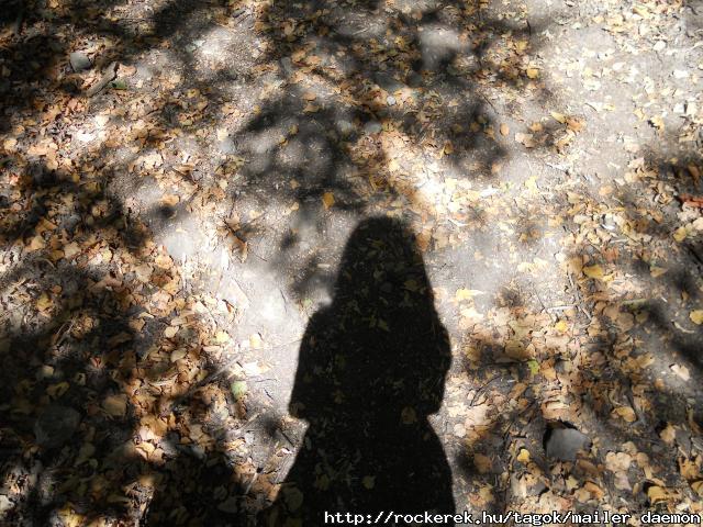 shadow in the woods