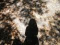 shadow in the woods