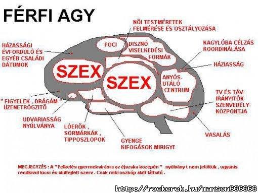 frfi agy