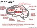 frfi agy
