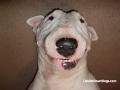 bud-the-english-bull-terrier-dog2