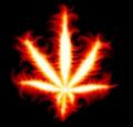 Marihuana