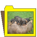 my puppies (5)