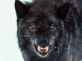 Black Wolf 05