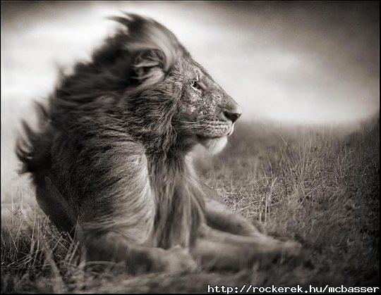 004_Lion-Before-Storm-II---