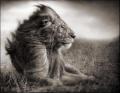 004_Lion-Before-Storm-II---