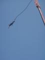 Bungee Jumpingolok