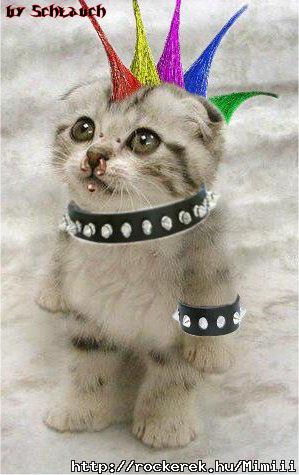 punk_cat3