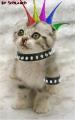 punk_cat3
