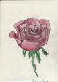 IMG_NEW