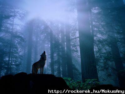 normal_0Warming_Up_for_the_Night_s_Howl,_Gray_Wolf