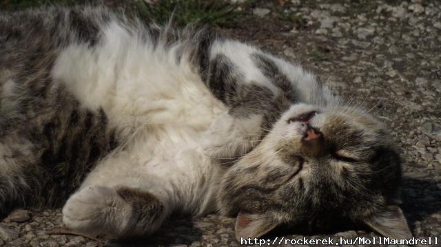 Sziami :)