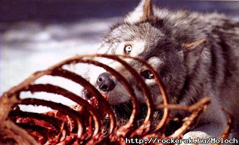 Wolf_eatingMED