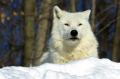 arctic-wolf