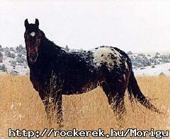 appaloosa mint cheyen