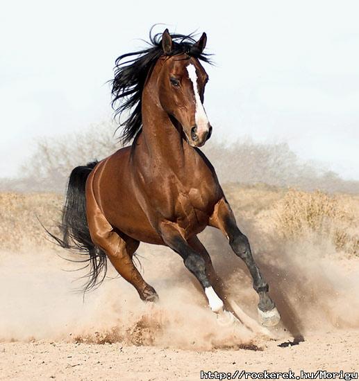 arabian-horse8